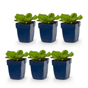 Bergenia cordifolia - Schoenlappersplant - Schaduw - Roze - 6 Planten