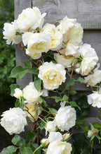 Detailfoto van Rosa Crazy in love 'Vanilla' - Creme Roos