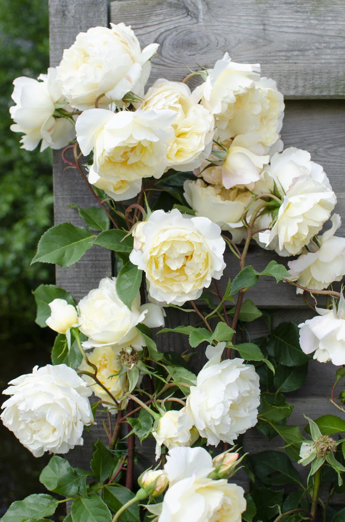 Detailfoto van Rosa Crazy in love 'Vanilla' - Creme Roos