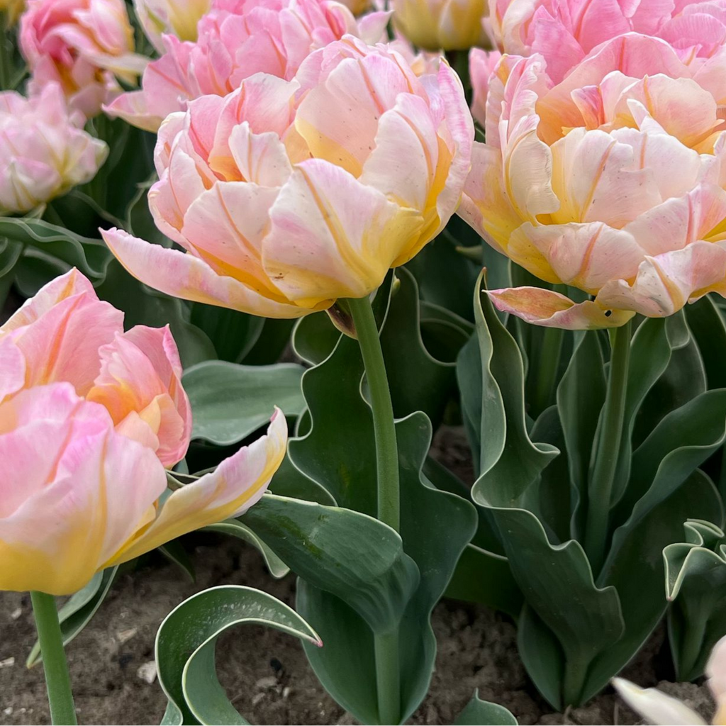 Tulpenbollen Password – 20 Stuks Maat 11/12, plant in pot