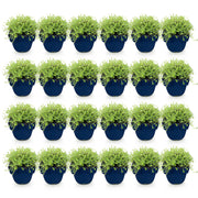 Thymus praecox Albiflorus - Witte kruiptijm - Geurend - Wit - 24 Planten