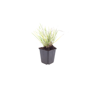 Sesleria autumnalis