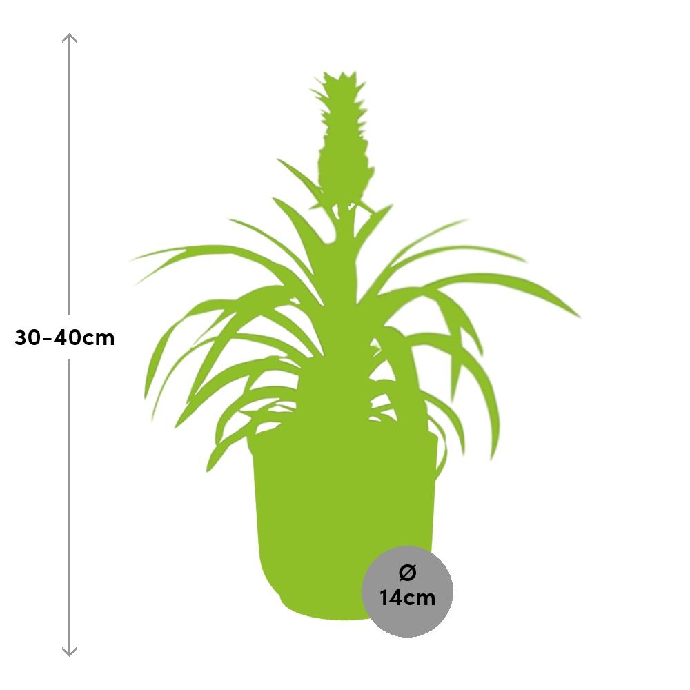 Detailfoto van Ananas Mi Amigo in ELHO Vibes Fold 14cm geel