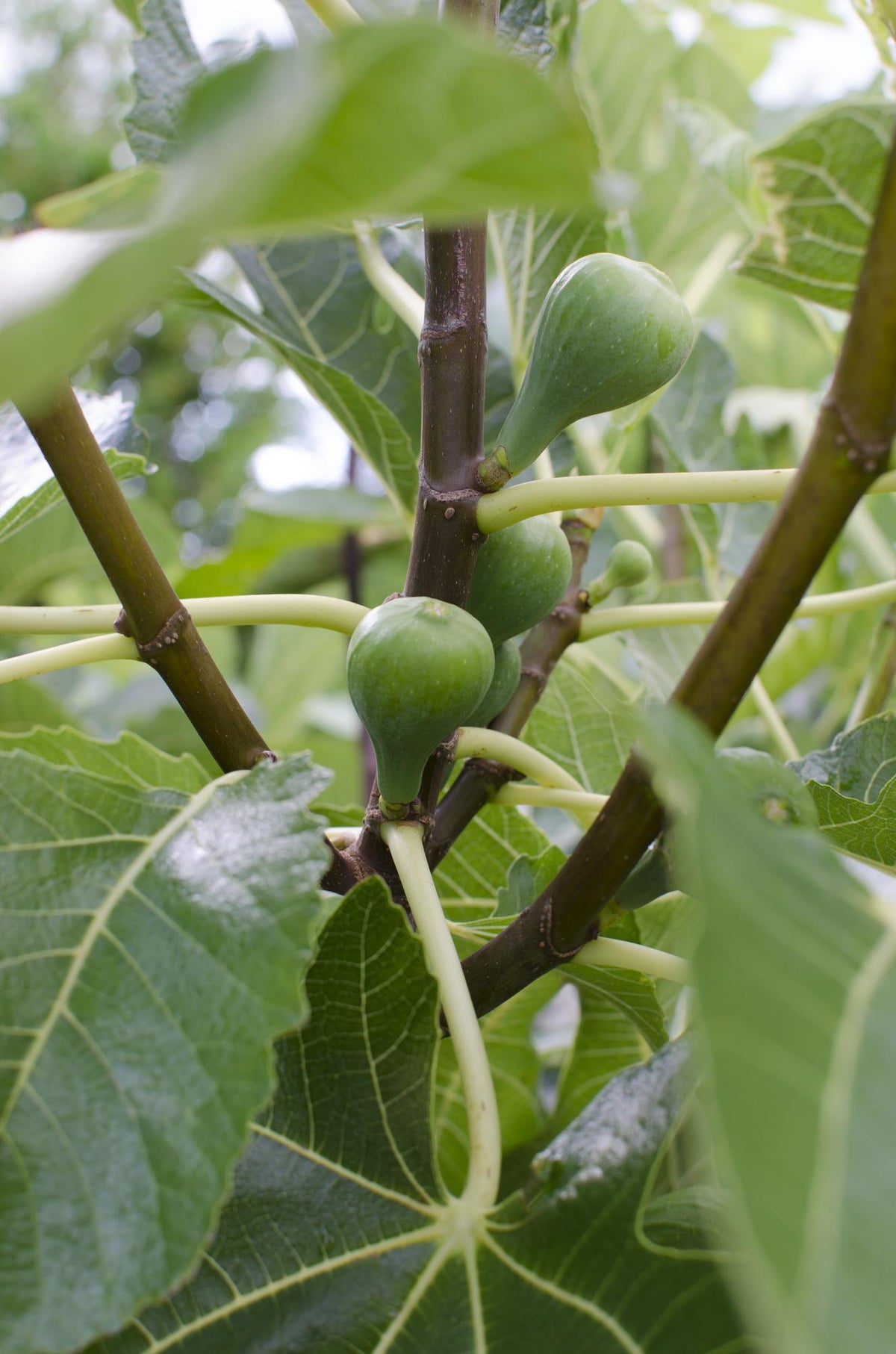 Detailfoto van Ficus 'Gustissimo Perretta', glanzend ovaal blad, 30 cm hoog