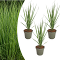 Vingergras Northwind, sterk opgaand siergras, plant in pot