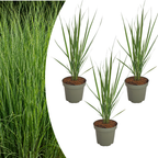 Vingergras Northwind, sterk opgaand siergras, plant in pot