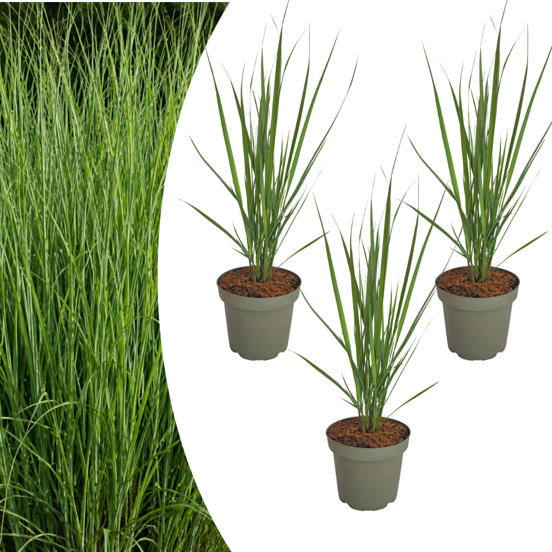 Vingergras Northwind, sterk opgaand siergras, plant in pot