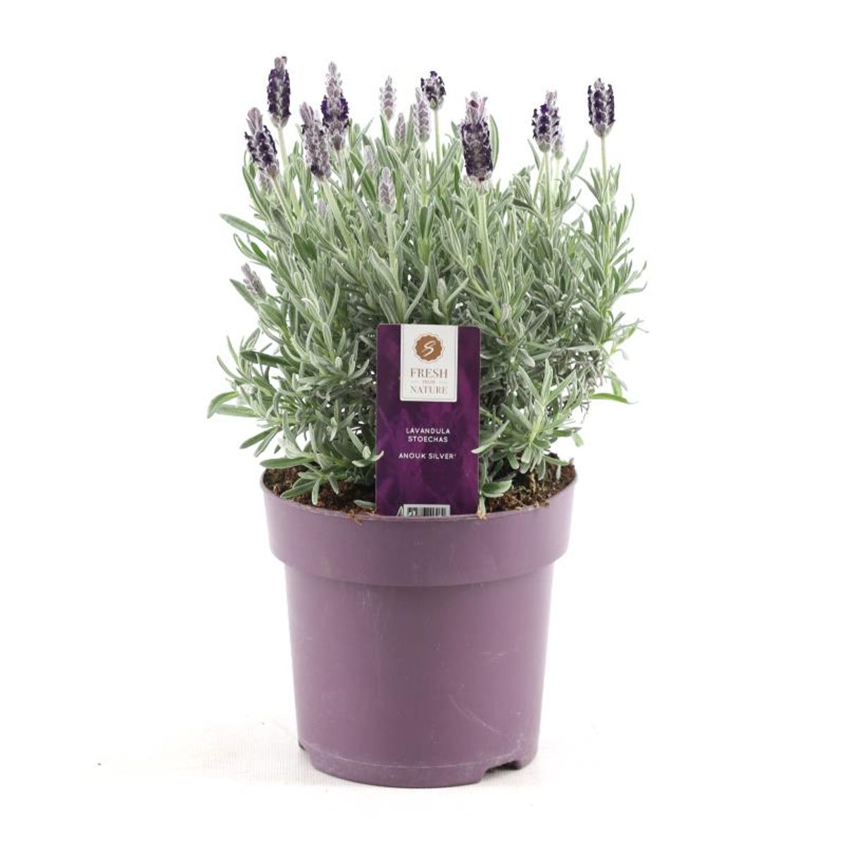 Productafbeelding van Pureplant