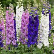 Ridderspoor Tricolour, 24x met paarse, roze en witte bloemen