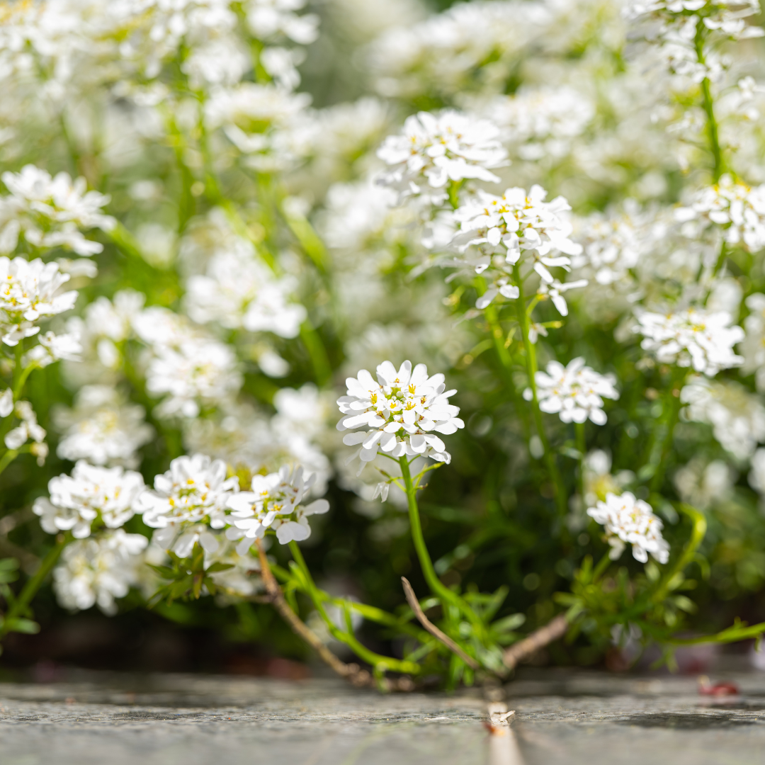 Iberis semp. 'Schneeflocke', sierlijke plant