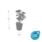 Sedum &