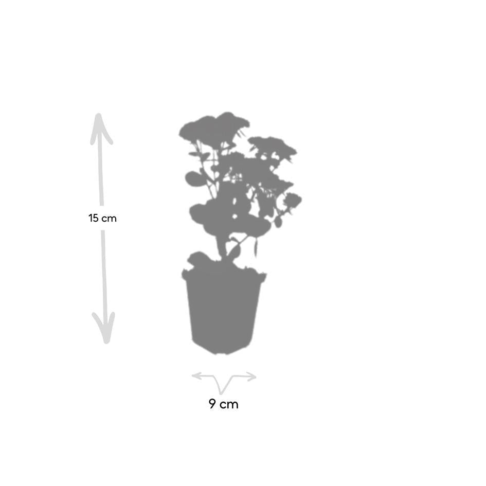 Sedum 'Herbstfreude', kenmerkend blad