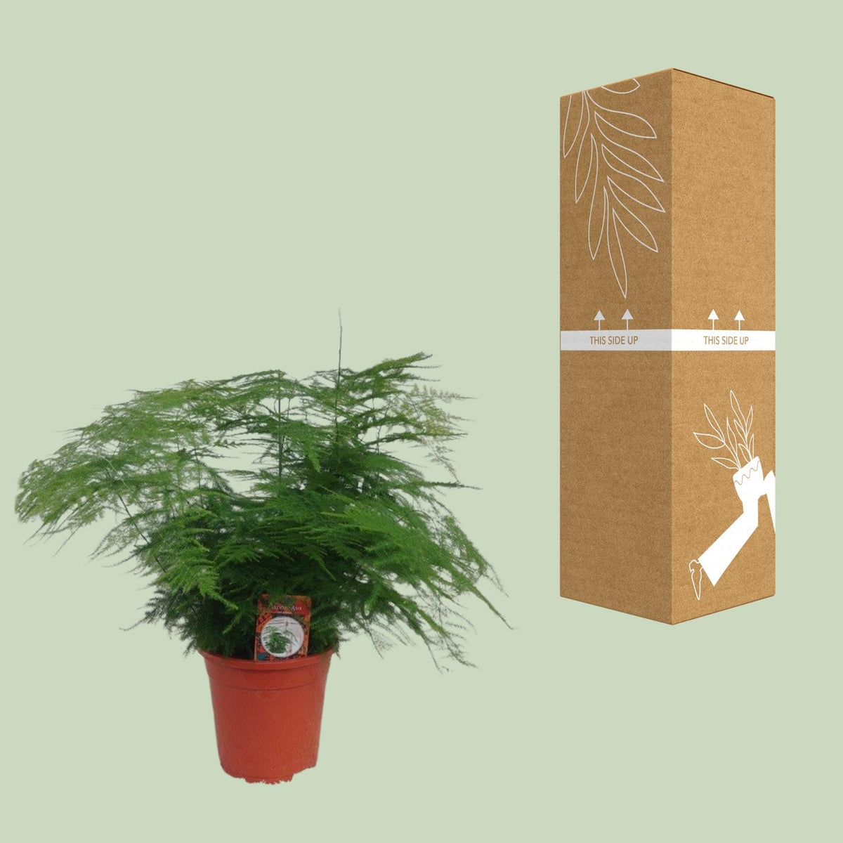 Productafbeelding van Pureplant