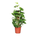 Productfoto van Epipremnum Pinnatum Mosstok 60cm Scindapsus