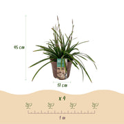 Carex morrowii Irish Green, 50 cm hoog