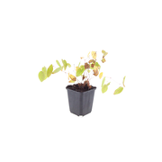 Epimedium y. &