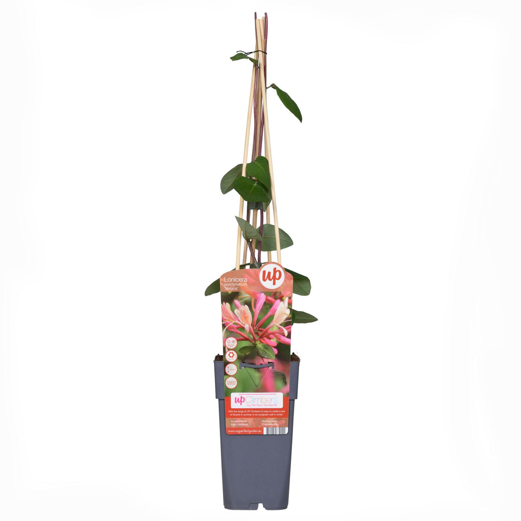 Productafbeelding van Pureplant