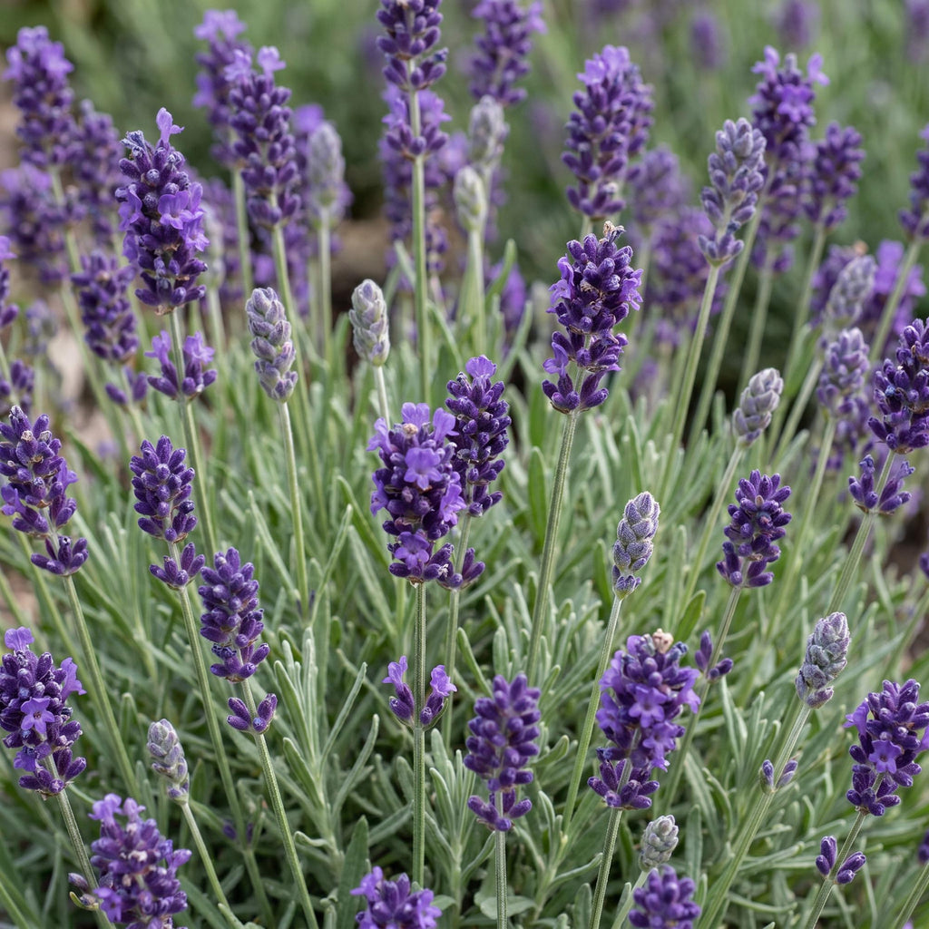 Lavandula ang. Munstead - Lavendel - Geurend - Paars, compacte plant