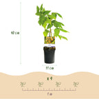 Framboos, groene bladeren
