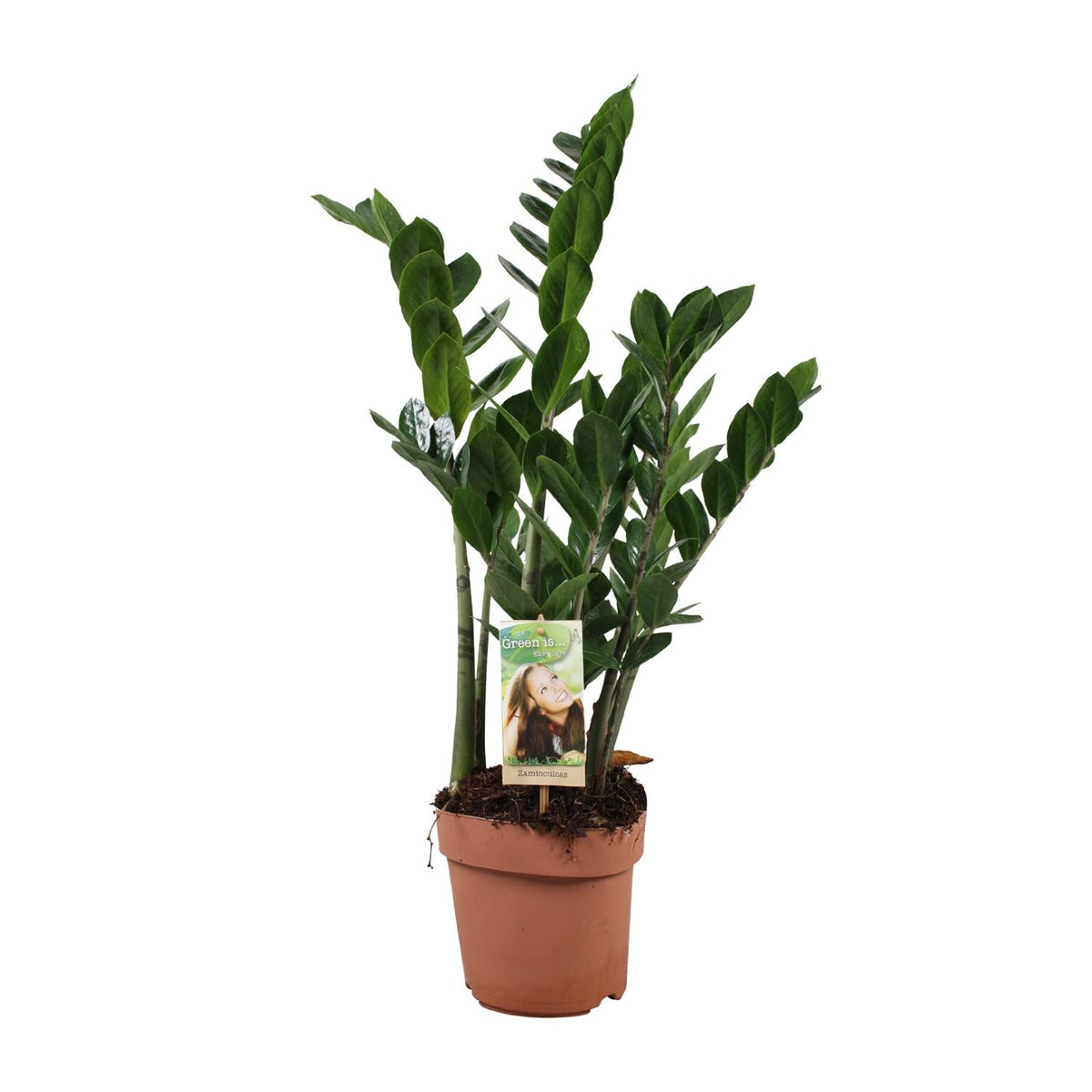Productfoto van Zamioculcas Zamiifolia
