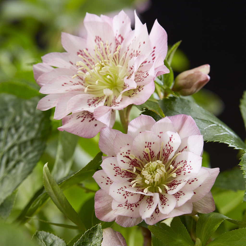 Lenten rose Helleborus orientalis Double Ellen Pink, groene bladeren