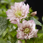 Lenten rose Helleborus orientalis Double Ellen Pink, groene bladeren