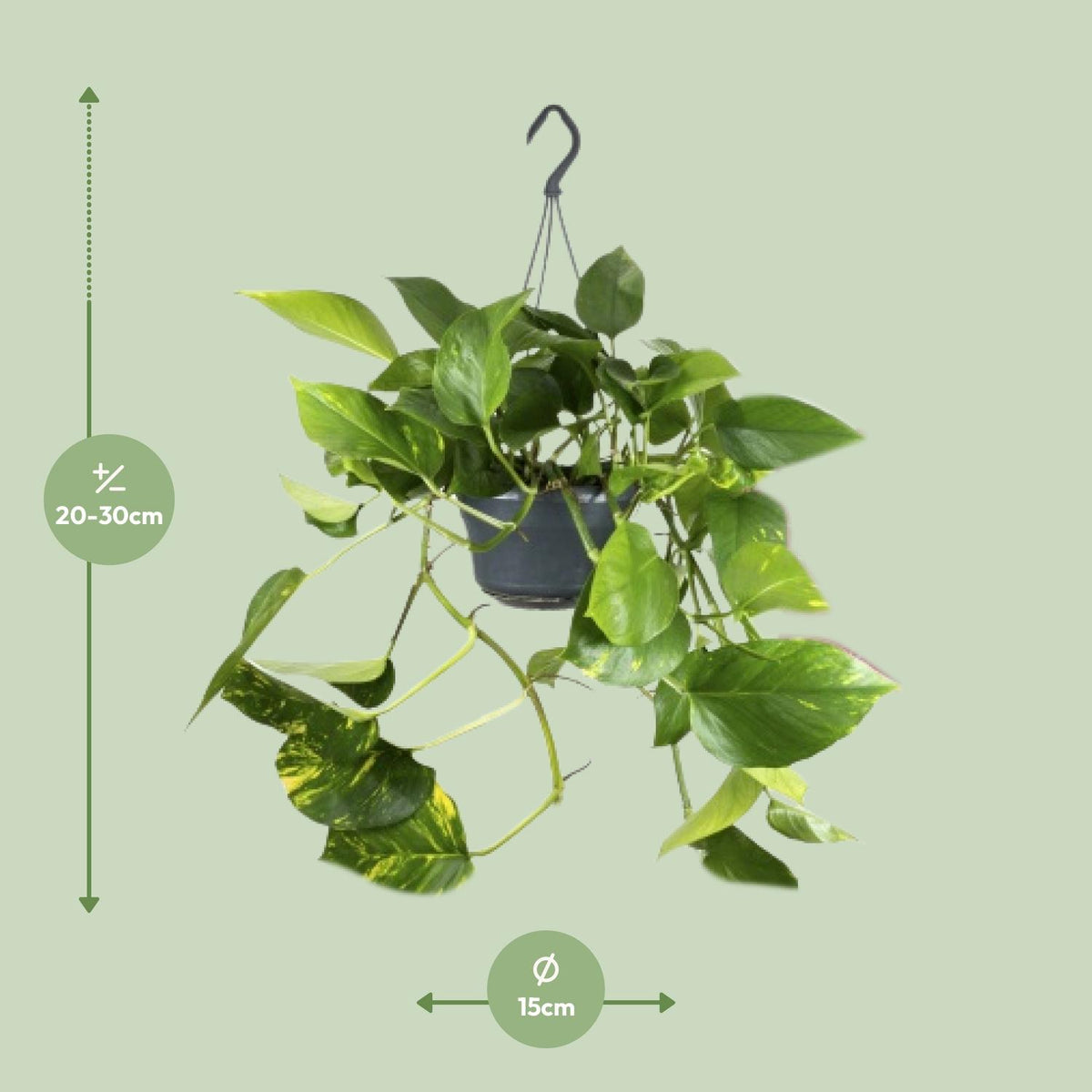 Detailfoto van Epipremnum aureum, scindapsus klim- en hangplant 25 cm
