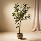 Olijfboom in pot, groene bladeren