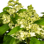 Productafbeelding van Pureplant
