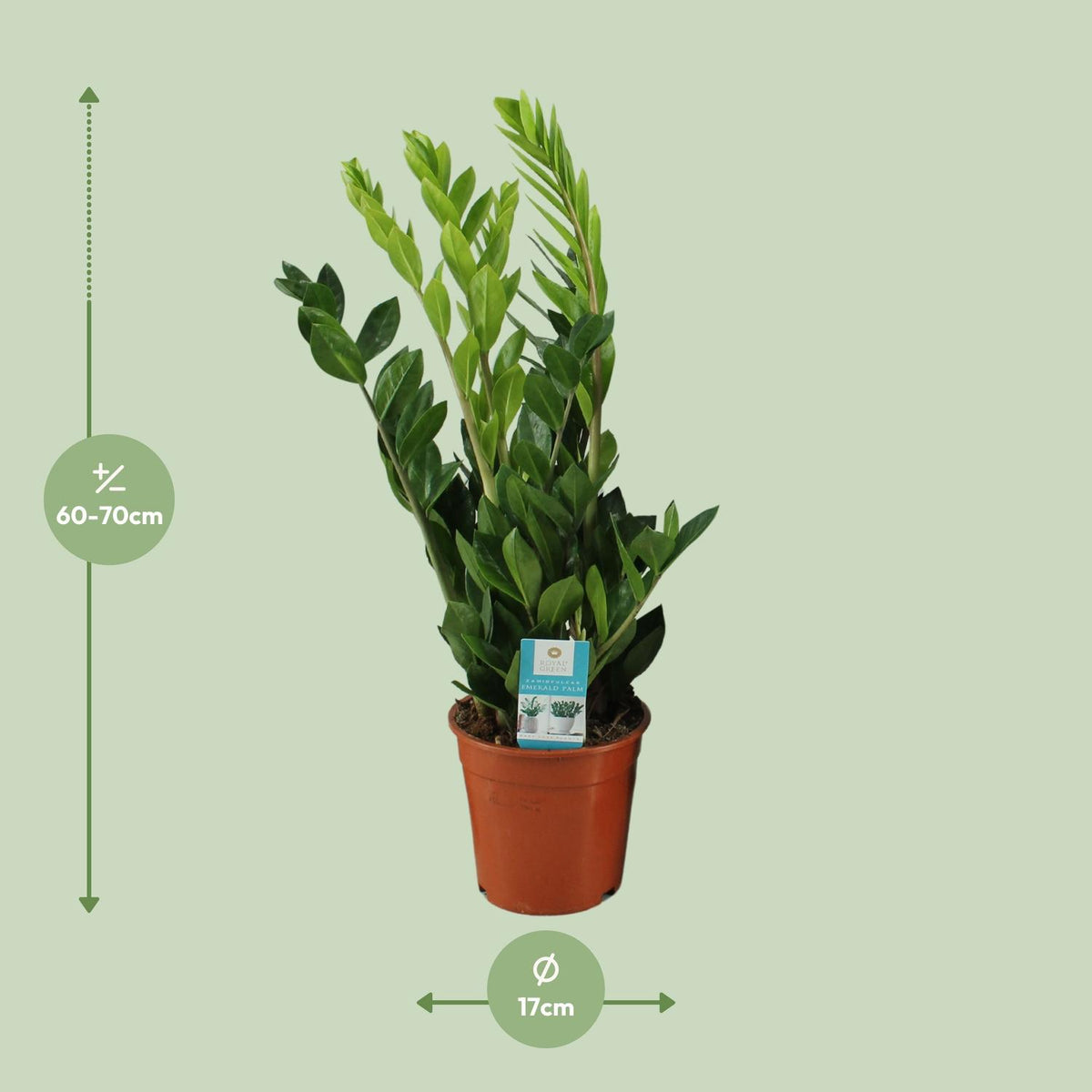 Detailfoto van Zamioculcas Zamiifolia