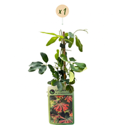 Lonicera x brownii &