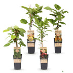 4x Kiwiplant Weiki & Hayward, detail van het blad