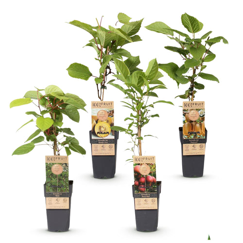 4x Kiwiplant Weiki & Hayward, detail van het blad