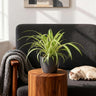 Chlorophytum comosum Variegatum