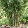 Fargesia robusta Pingwu