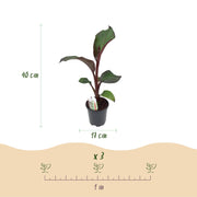 Bananenplant Ensete ventricosum Maurelli, 40 cm hoog