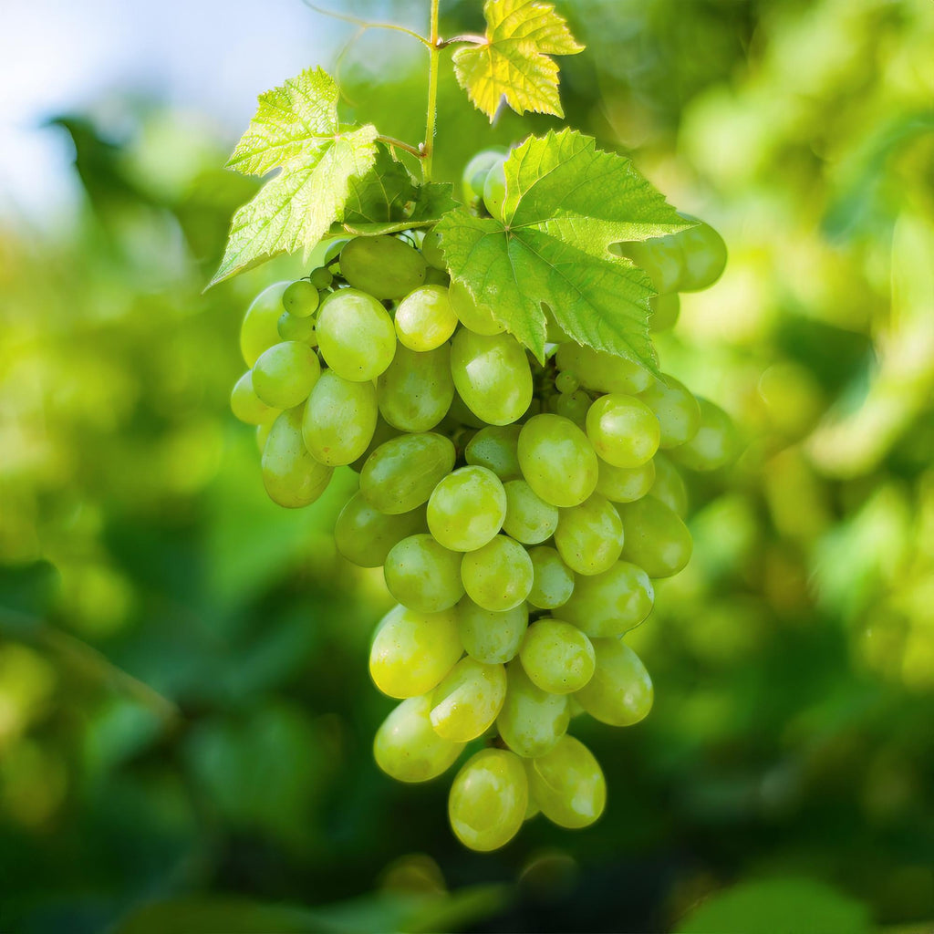Productafbeelding van Pureplant