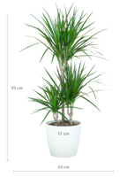 Dracaena Marginata met witte pot, kenmerkend blad