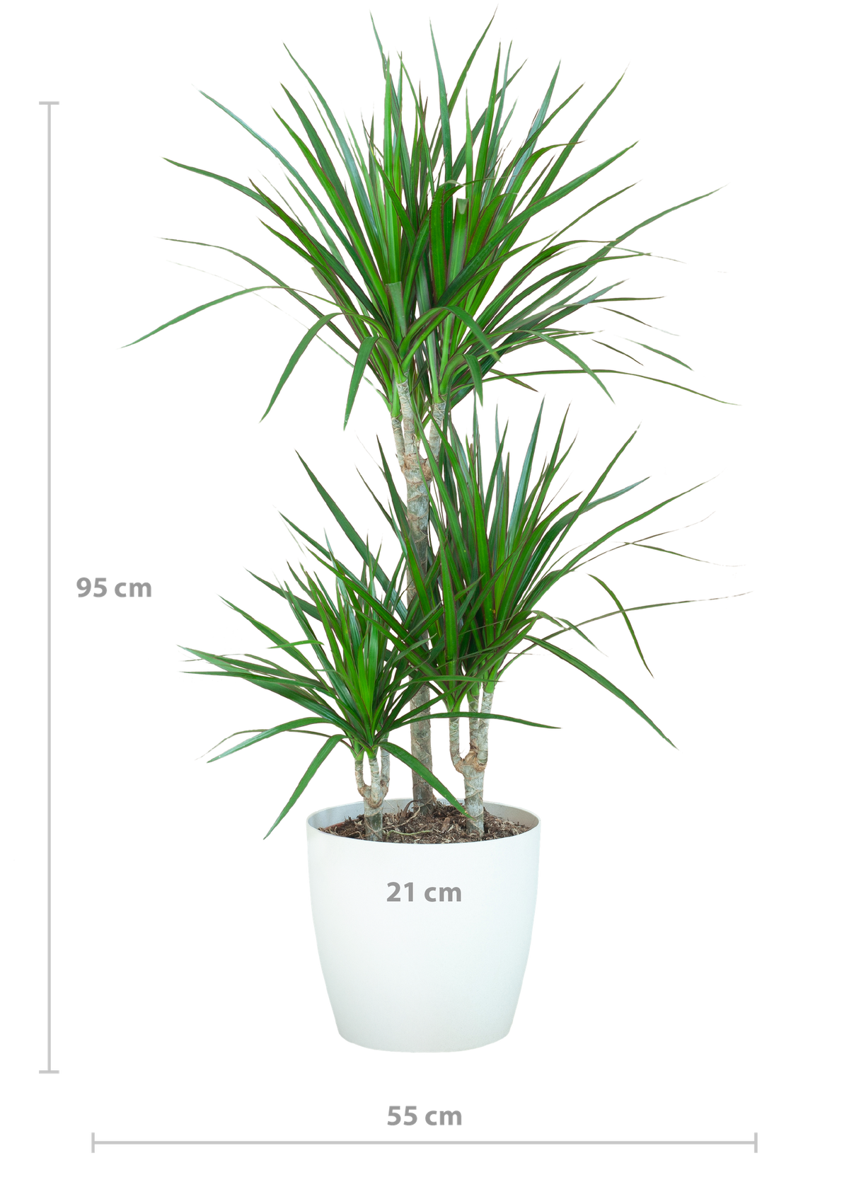 Dracaena Marginata met witte pot, kenmerkend blad