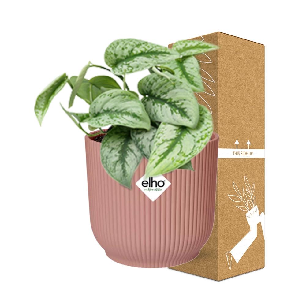 Detailfoto van Scindapsus Pictus ‘Trebie’ in ELHO Vibes Fold 14cm roze