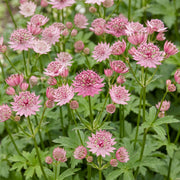 Astrantia major - zeeuws knoopje - 12 planten