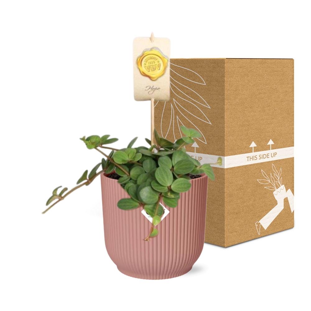 Productafbeelding van Pureplant