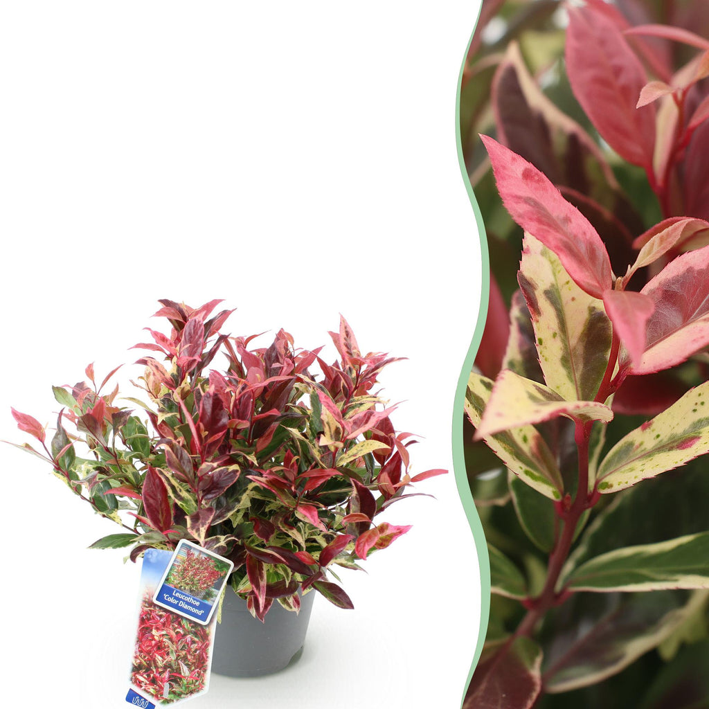 Leucothoe Colour Diamond, gezonde plant