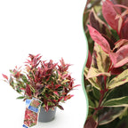 Leucothoe Colour Diamond, gezonde plant