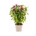 Monarda Didyma Pink, plant in pot