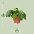 Detailfoto van Pilea peperomioides, pannenkoekenplant, 20 cm hoog