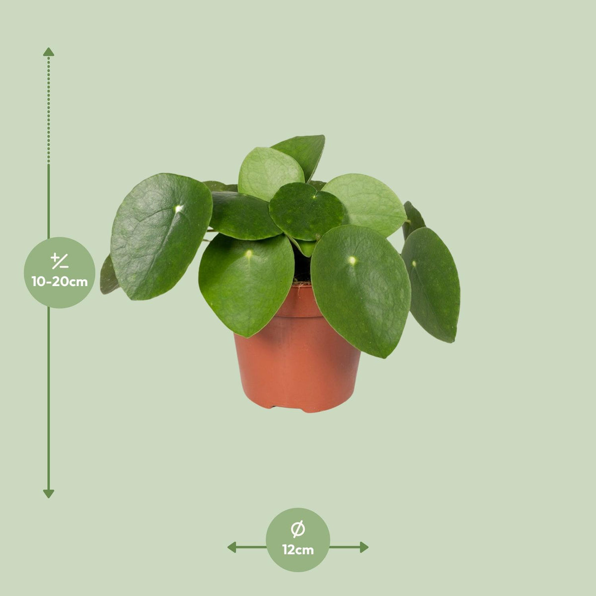 Detailfoto van Pilea peperomioides, pannenkoekenplant, 20 cm hoog
