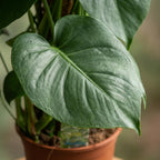 Gatenplant, groene bladeren