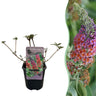 Buddleja davidii Flower Power