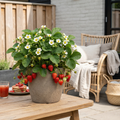 Aardbeien Fragaria, biologisch, plant voor binnen